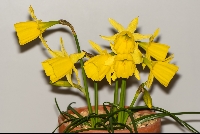 Narcissus 'AW2374A'